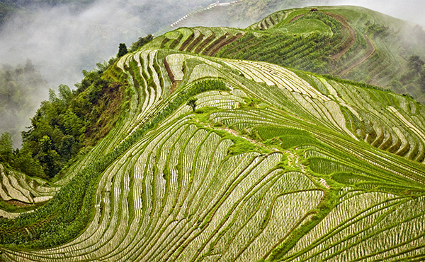 龍脊梯田