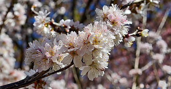 武陵百花季～櫻桃花