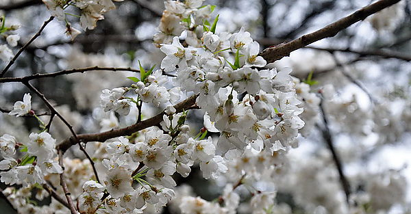 武陵百花季～櫻桃花